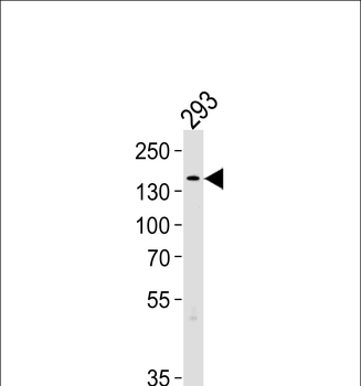 TSC2 Antibody (Center S1418/S1420)