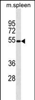 Mouse Mavs Antibody (N-term)