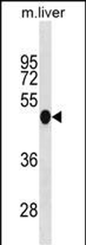 Mouse Irf3 Antibody (N-term)