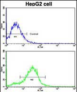 BMPR2 Antibody (N-term)