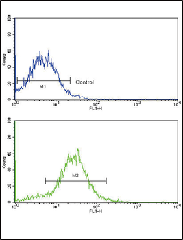 BMPR2 Antibody (N-term)