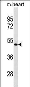 PCOLCE2 Antibody (Center)
