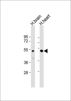 PCOLCE2 Antibody (Center)