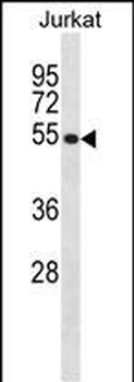 CREB3 Antibody (N-term)