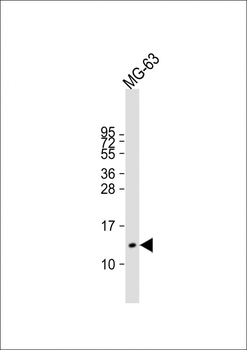 Osteocalcin Antibody (N-term)