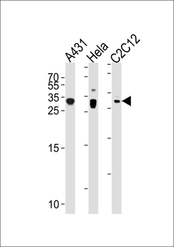 p27Kip1 Antibody (N-term S12)