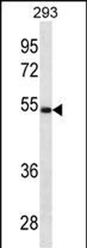LGMN Antibody (N-term)