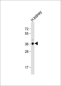LGMN Antibody (N-term)