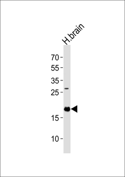EIF4EBP2 Antibody (C-term)