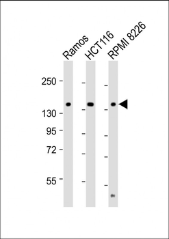 TIAM1 Antibody (C-term)