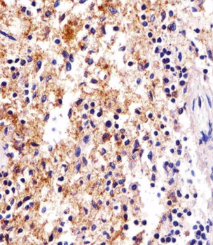 FCER1G Antibody (C-term)