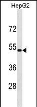 ZNF773 Antibody(N-term)