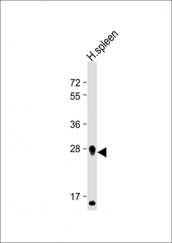PRSSL1 Antibody(C-term)