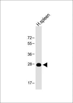 PRSSL1 Antibody(C-term)