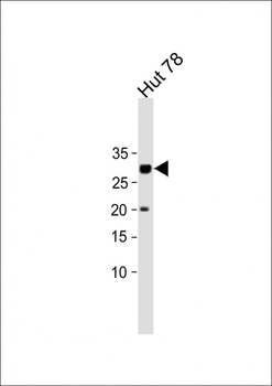 PRSSL1 Antibody(C-term)