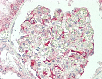 STAC2 Antibody(N-term)