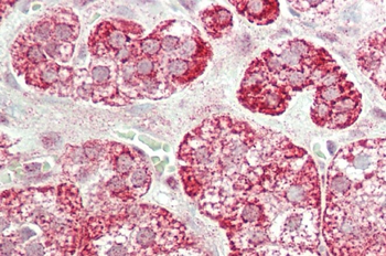 STAC2 Antibody(N-term)