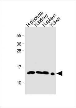 HBE1 Antibody(Center)