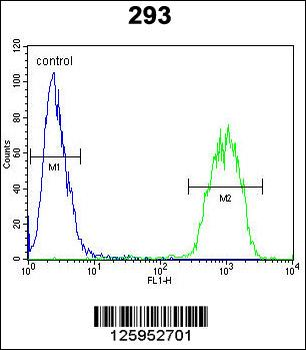 JUN Antibody (C-term)
