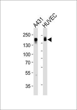 EGFR Antibody (N-term)