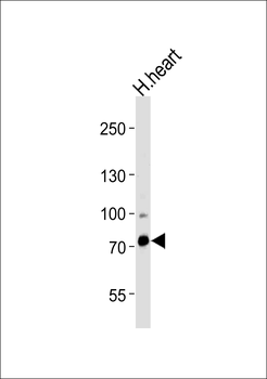 ZNF219 Antibody (N-term)