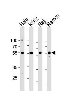 RELA Antibody (Center)