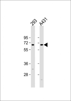 EIF3L Antibody (N-term)
