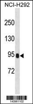 PRSS36 Antibody(Center)