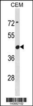 CBWD6 Antibody(Center)