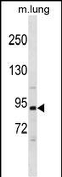Mouse Pik3r1 Antibody (N-term)