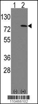 LEO1 Antibody (N-term)