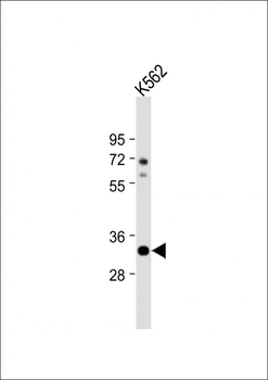 ATP1B2 Antibody(C-term)