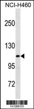 THBS4 Antibody(C-term)