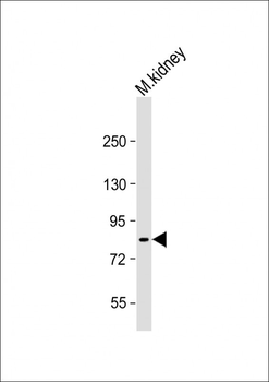 Mouse Fap Antibody(N-term)
