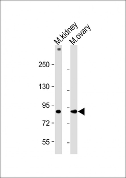 Mouse Fap Antibody(N-term)