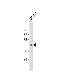 MBOAT7 Antibody(Center)