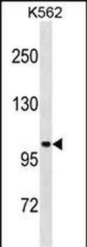 STARD13 Antibody(Center)