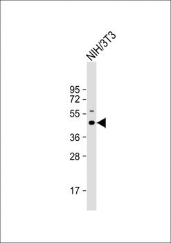 Mouse Shc1 Antibody(Center)