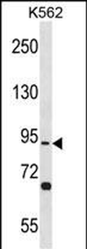 TSGA10 Antibody(N-term)