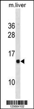 MS4A13 Antibody(N-term)