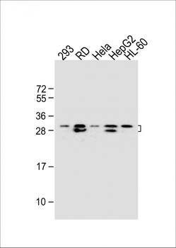 EIF4E2 Antibody