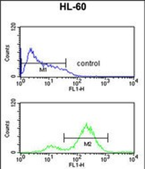 EIF4E Antibody