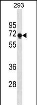 PRR14 Antibody(C-term)
