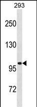 LRRC8A Antibody(C-term)