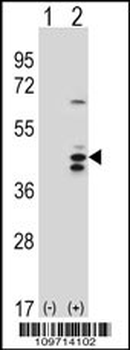 RCL1 Antibody (N-term)