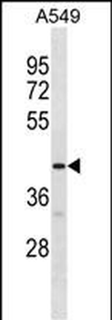 GPR52 Antibody(C-term)