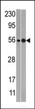 NMD3 Antibody (C-term)