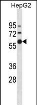 ZNF205 Antibody(N-term)