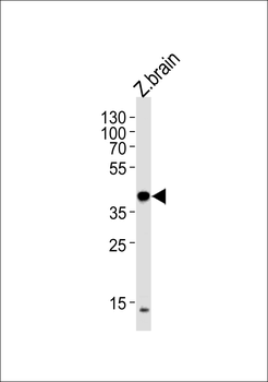 EIF3E Antibody(Center)