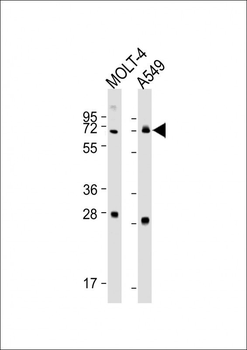 NEIL3 Antibody(Center)